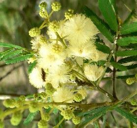 Die ‘Acacia Parramattensis’ ist ein Riese unter den Mimosen!