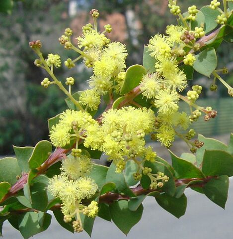 Die ‘Acacia pravissima’ ist aussergewöhnlich dank ihrer dreieckigen Blätter.