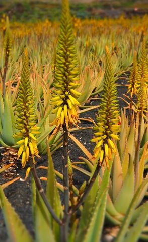 Die ‘Gestreifte Aloe’ auf unserem Campingplatz