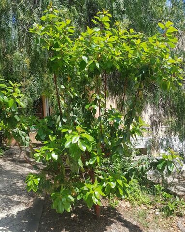 Der ‘Östliche Erdbeerbaum’ wächst auf unserem Campingplatz.