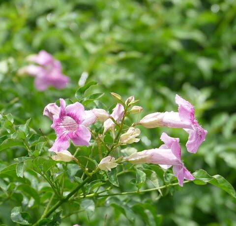 Die ‘Rosa Bignonie’ auf unserem Campingplatz