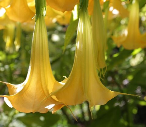 Die ‘Brugmansia aurea’ oder Engelstrompete