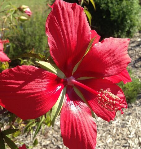 Der ‘Hibiscus Coccineus’ ist ein Star in den Gärten von unserem Campingplatz!