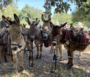 Camping Les Jardins de la Pascalinette Â®