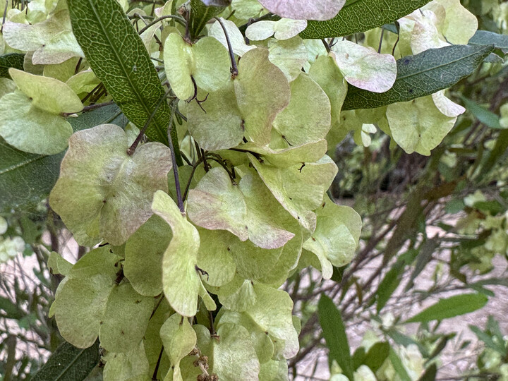 Rotlaubbaum