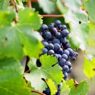 Radtour: Der Pass ‘Col du Babaou' und Pierrefeu-du-Var